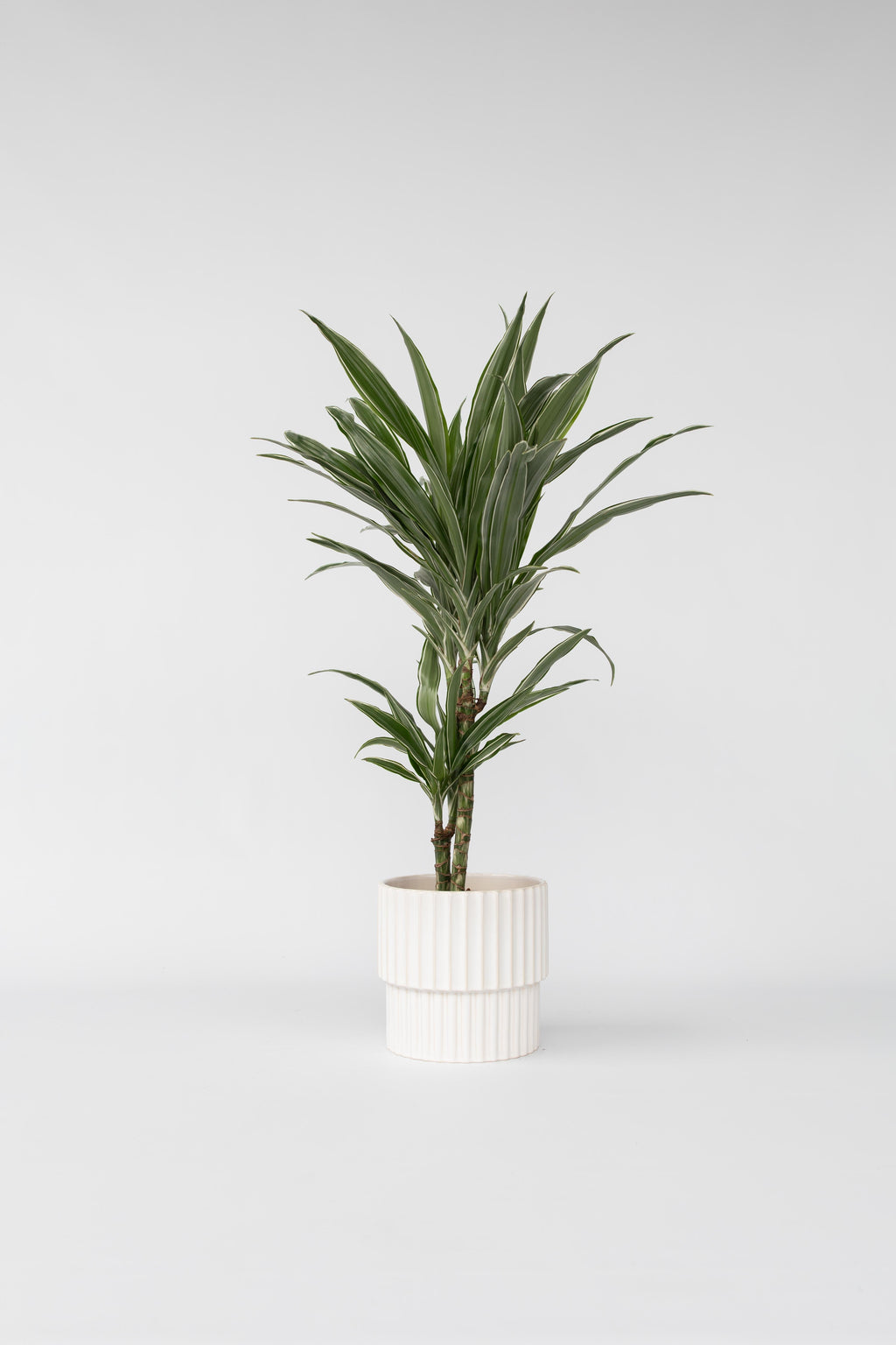 Dracaena Deremensis ‘Warneckei’ – Plante D’Intérieur