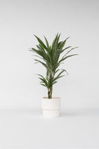 Dracaena Deremensis ‘Warneckei’ – Plante D’Intérieur