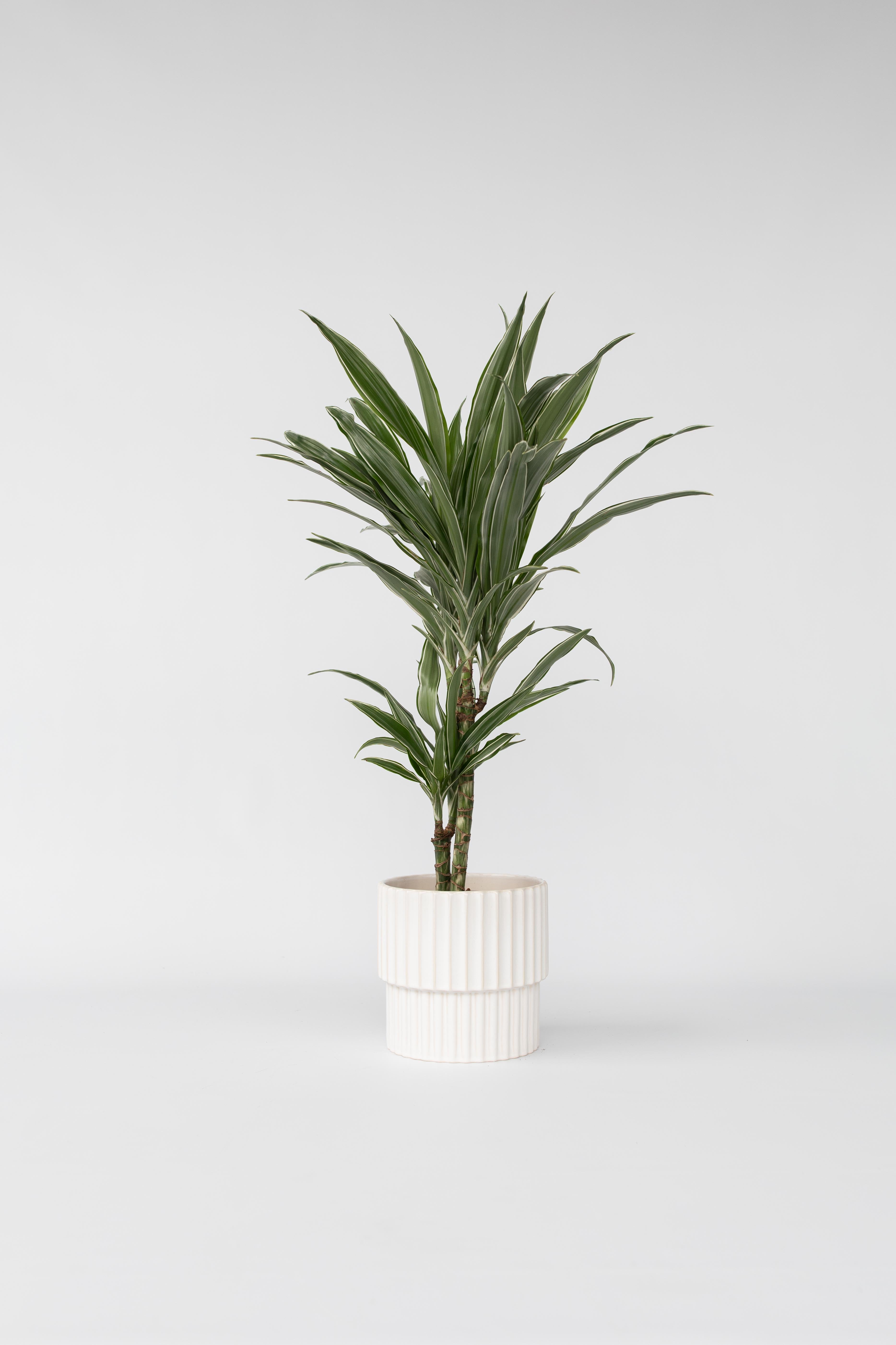 Dracaena Deremensis ‘Warneckei’ – Plante D’Intérieur