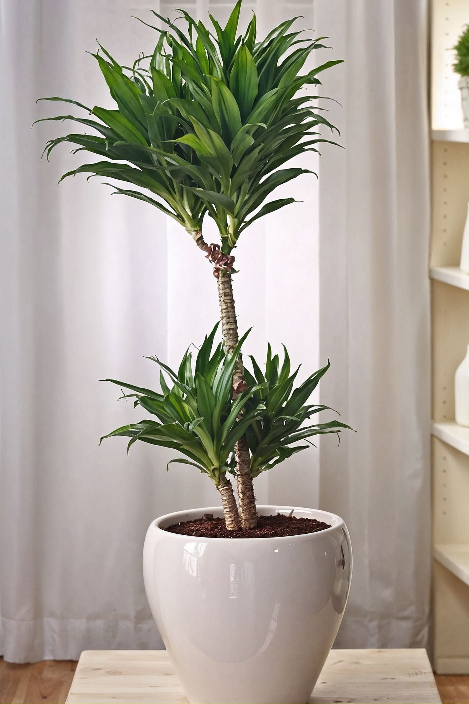 Dracaena Deremensis ‘Compacta’ – Plante D’Intérieur