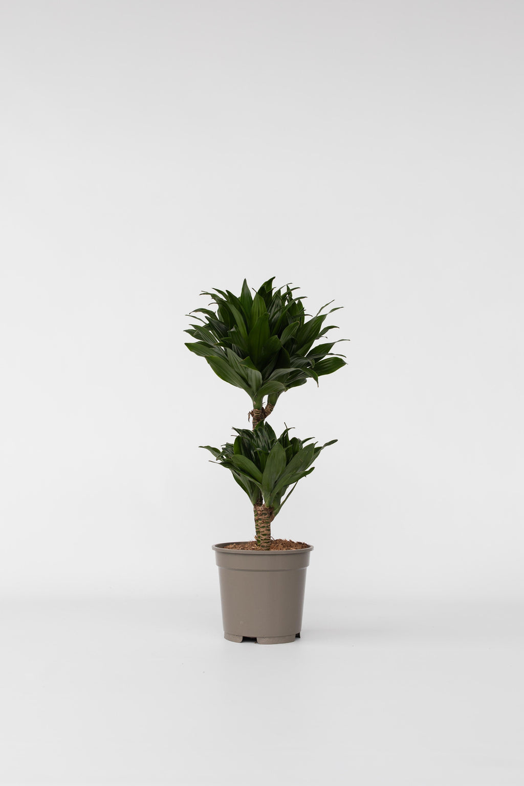 Dracaena Deremensis ‘Compacta’ – Plante D’Intérieur