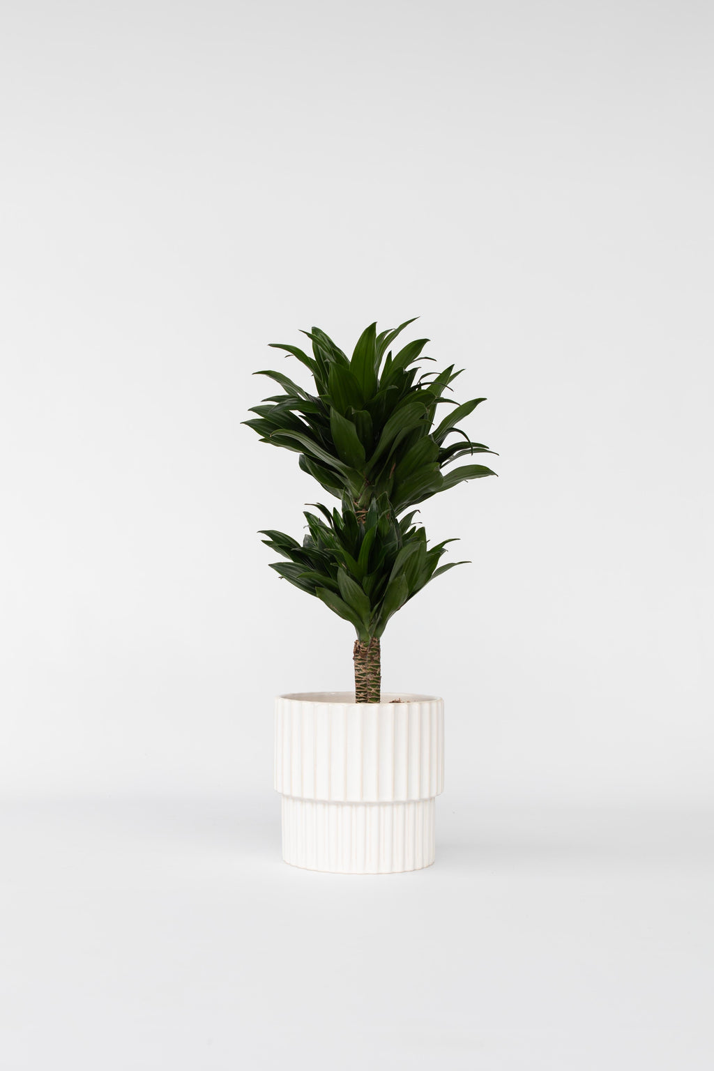 Dracaena Deremensis ‘Compacta’ – Plante D’Intérieur