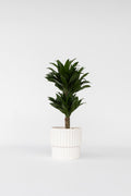 Dracaena Deremensis ‘Compacta’ – Plante D’Intérieur