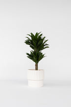 Dracaena Deremensis ‘Compacta’ – Plante D’Intérieur