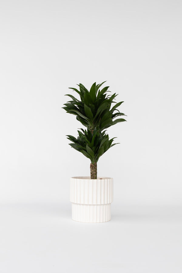 Dracaena Deremensis ‘Compacta’ – Plante D’Intérieur