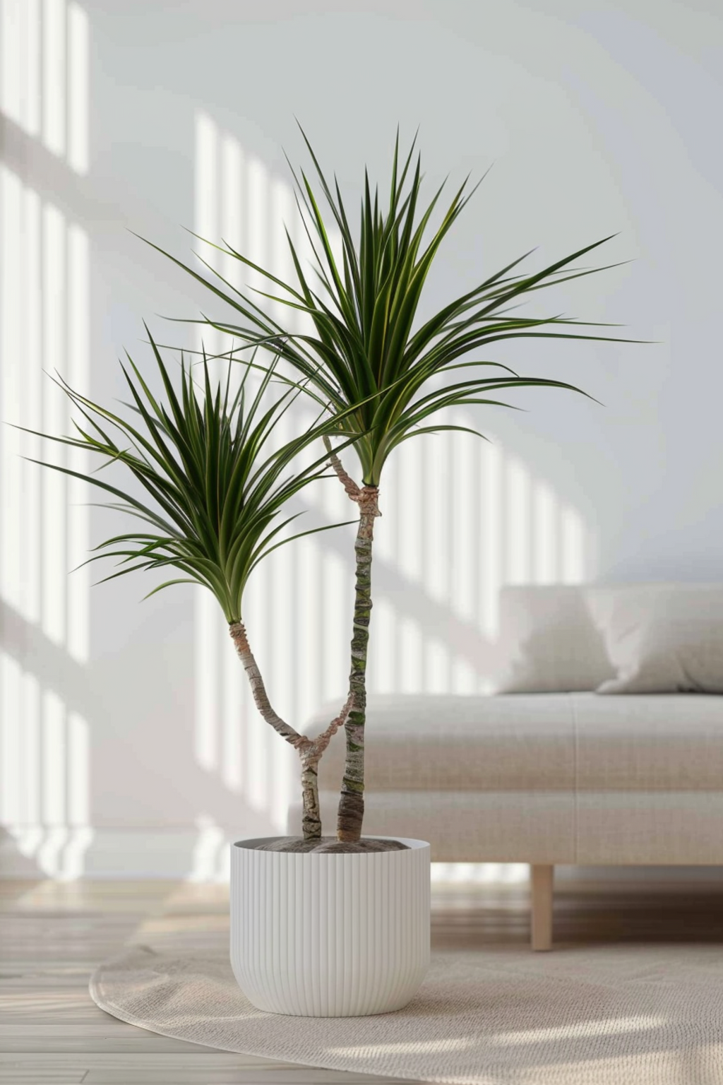 Dracaena ‘Marginata’ Xl – Plante D’Intérieur