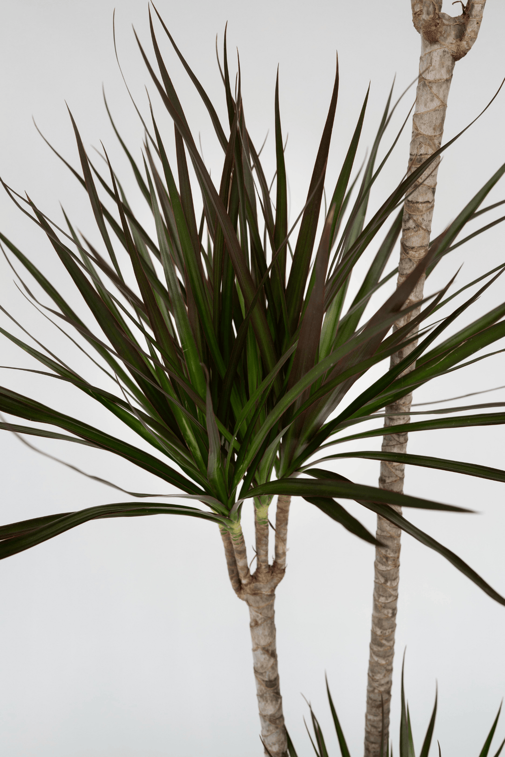 Dracaena ‘Marginata’ Xl – Plante D’Intérieur