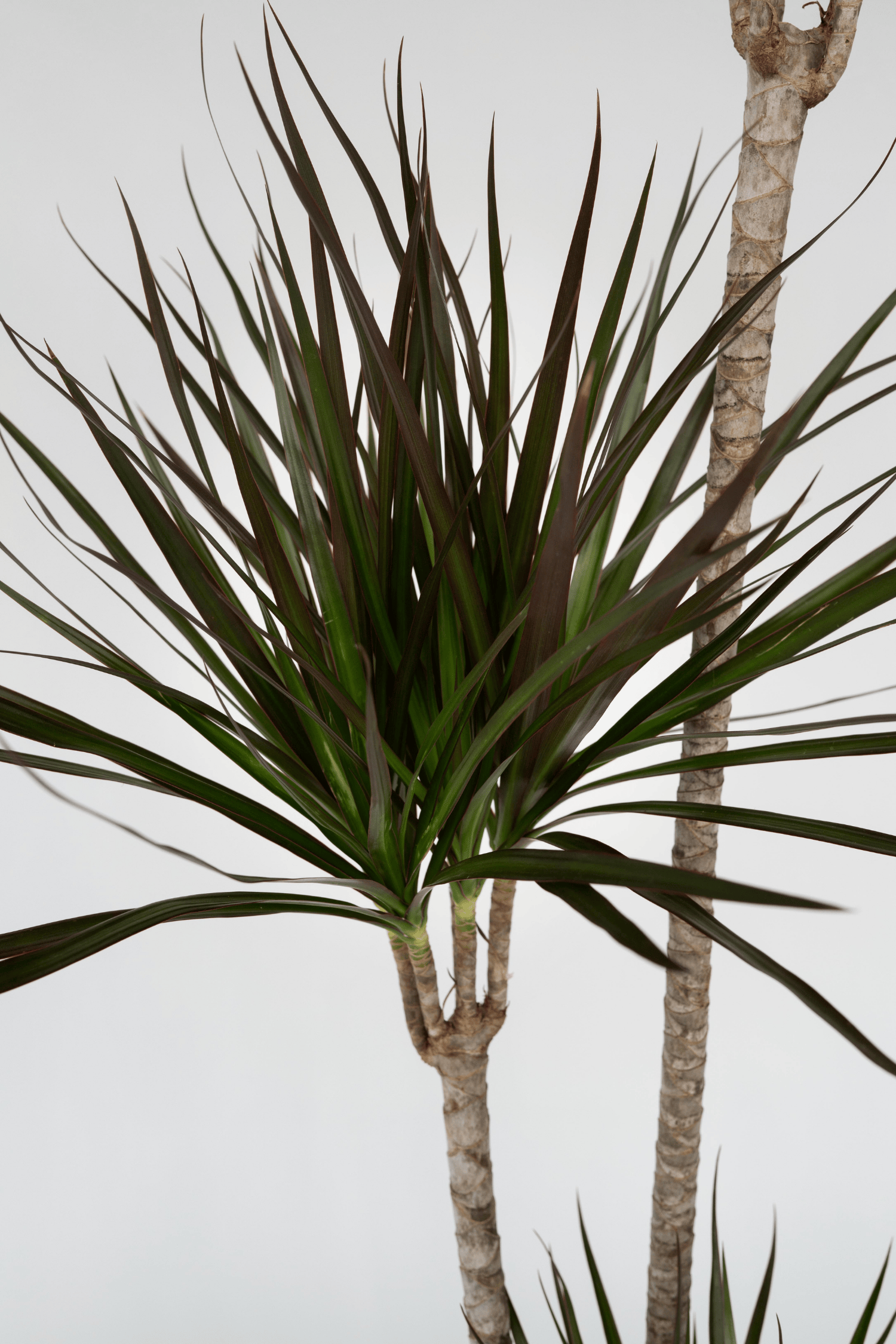 Dracaena ‘Marginata’ Xl – Plante D’Intérieur