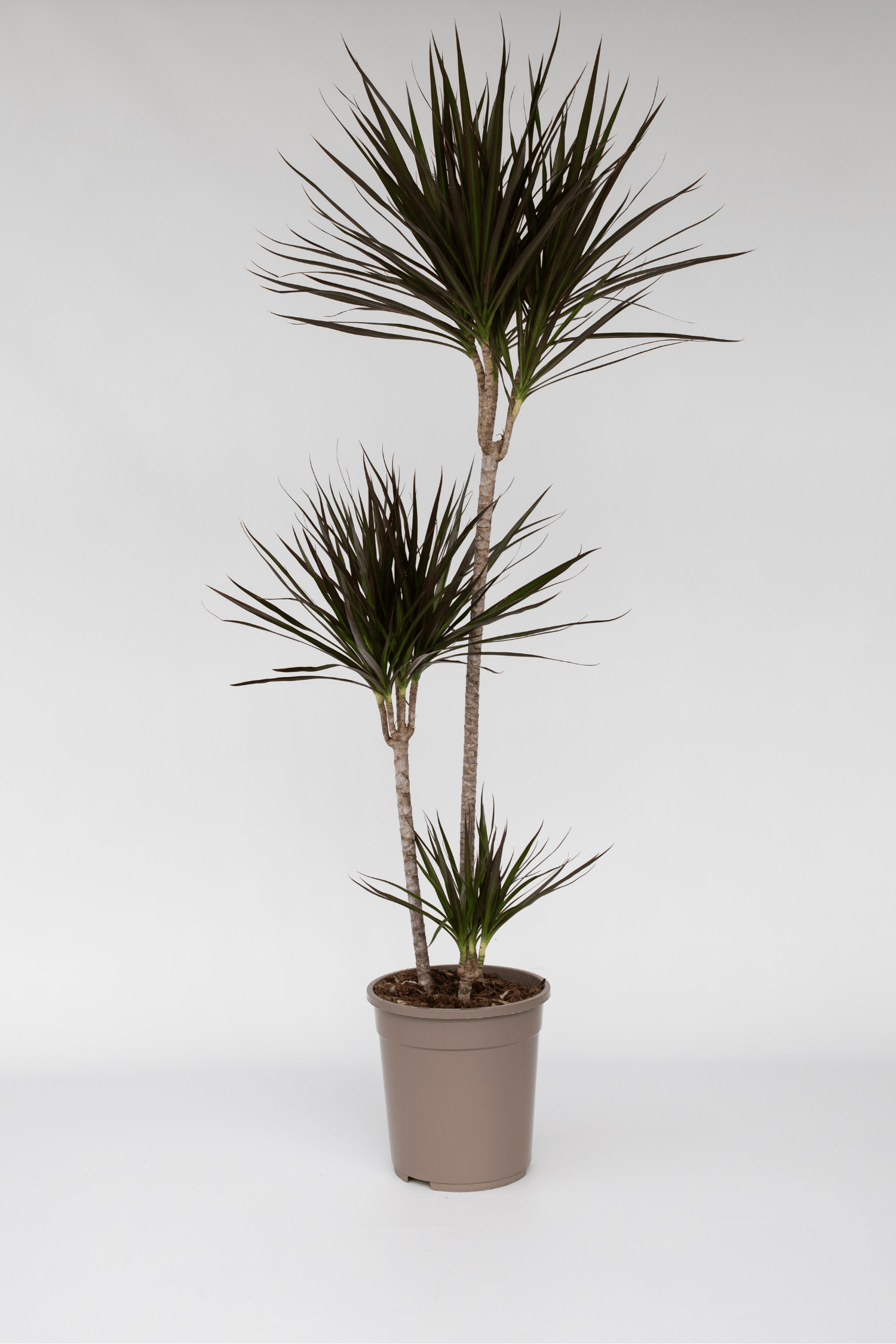 Dracaena ‘Marginata’ Xl – Plante D’Intérieur