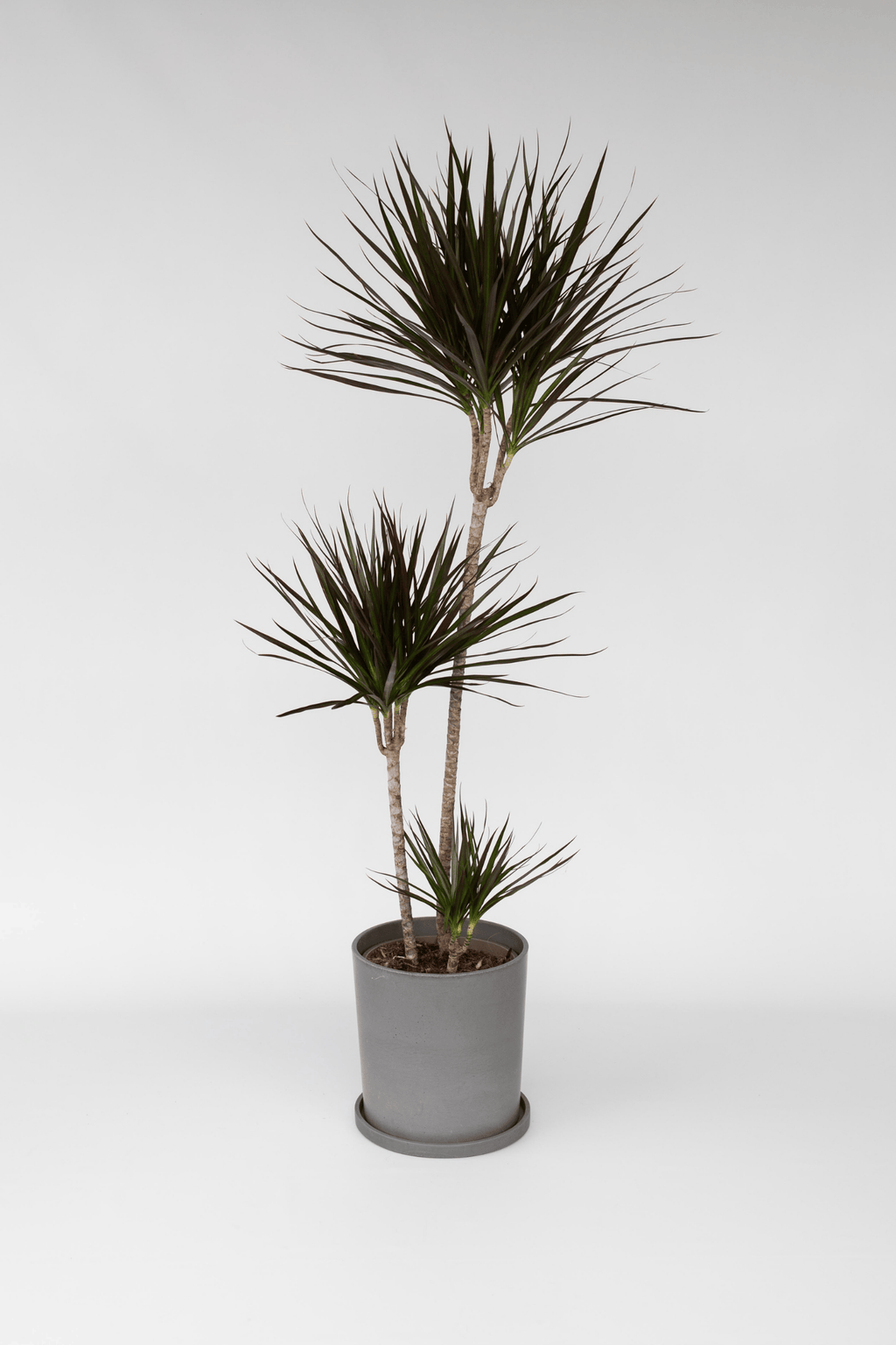 Dracaena ‘Marginata’ Xl – Plante D’Intérieur