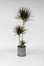 Dracaena ‘Marginata’ Xl – Plante D’Intérieur