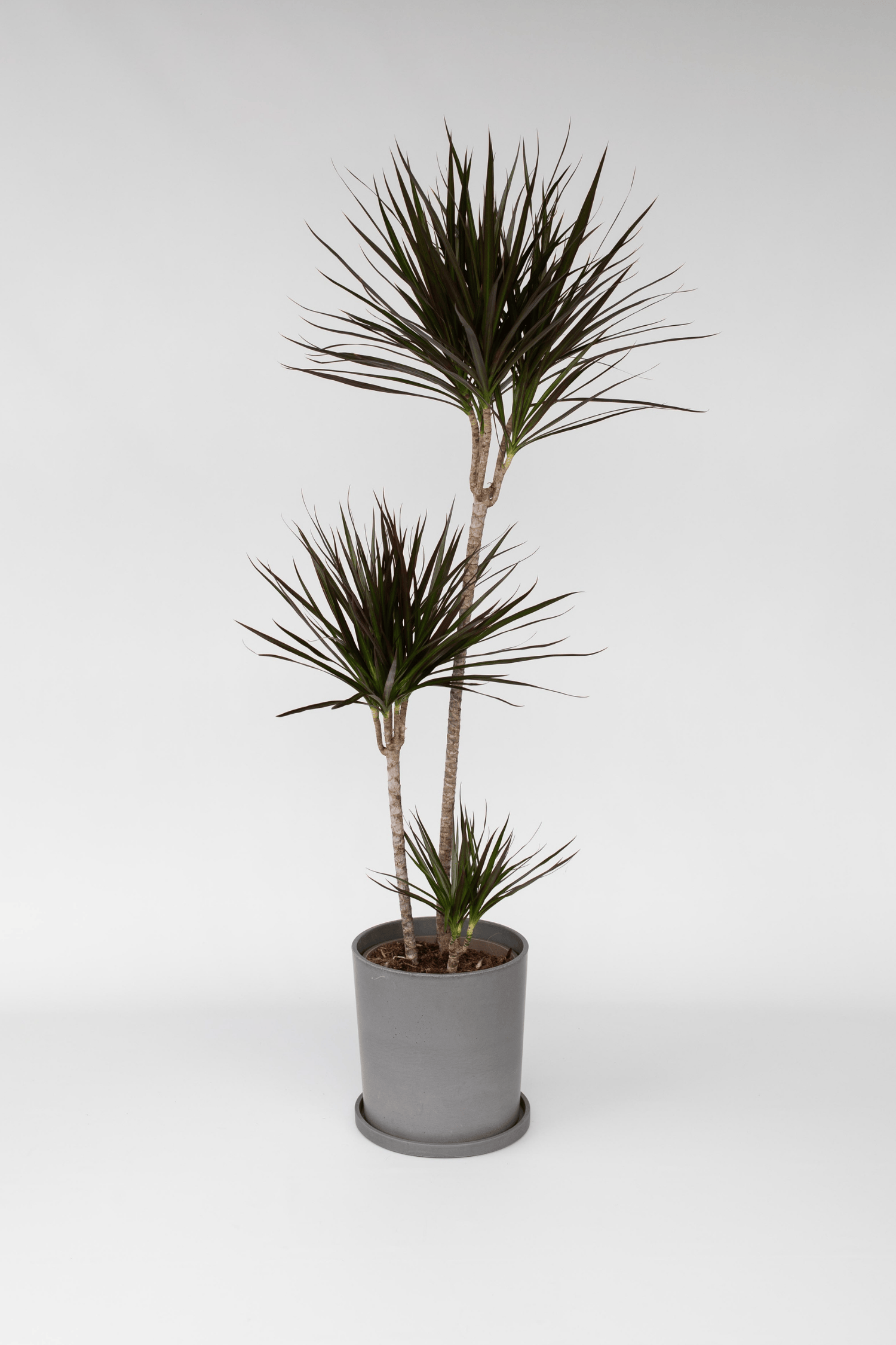 Dracaena ‘Marginata’ Xl – Plante D’Intérieur