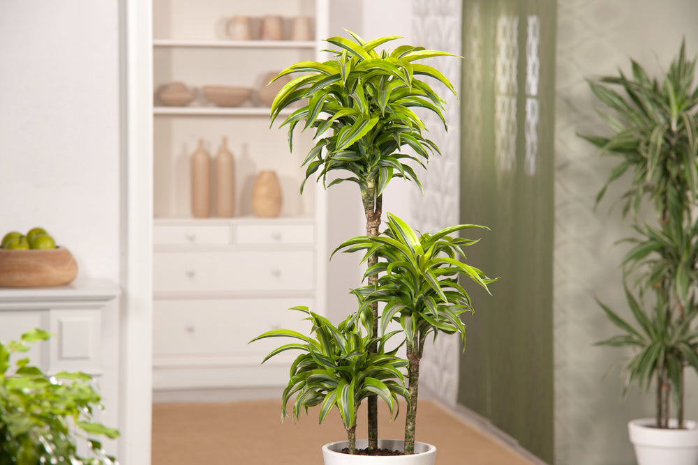 Dracaena Deremensis Lemon Lime – Plante D’Intérieur