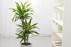 Dracaena Deremensis Lemon Lime – Plante D’Intérieur