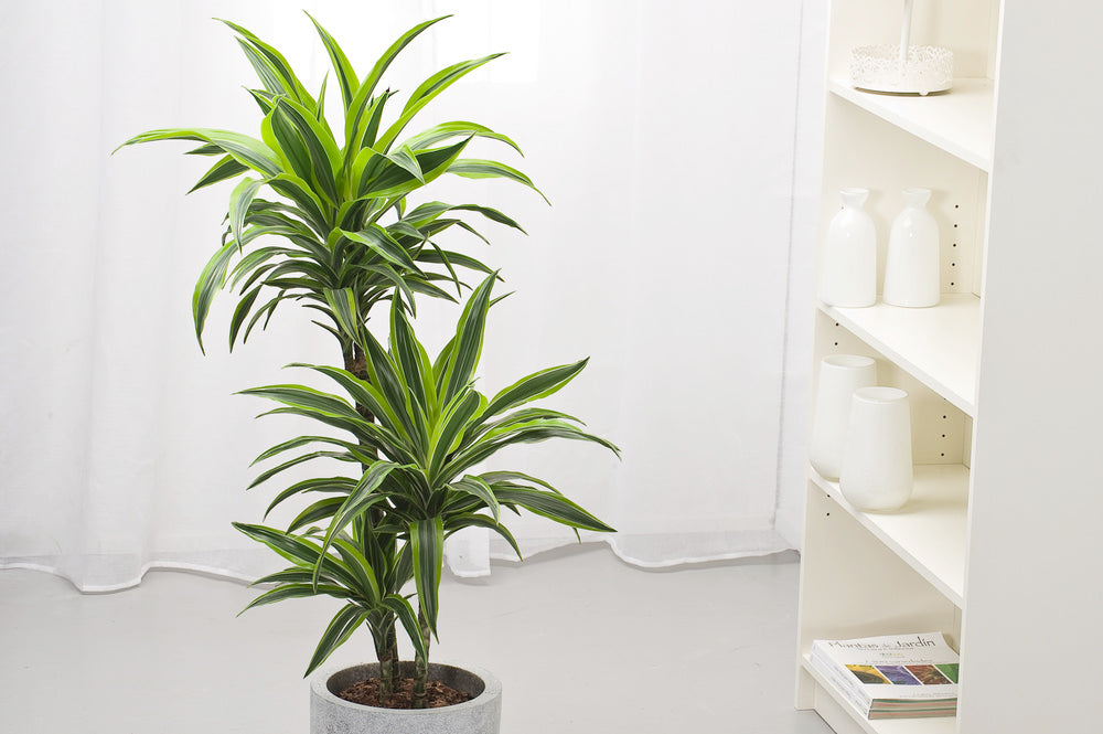 Dracaena Deremensis Lemon Lime – Plante D’Intérieur