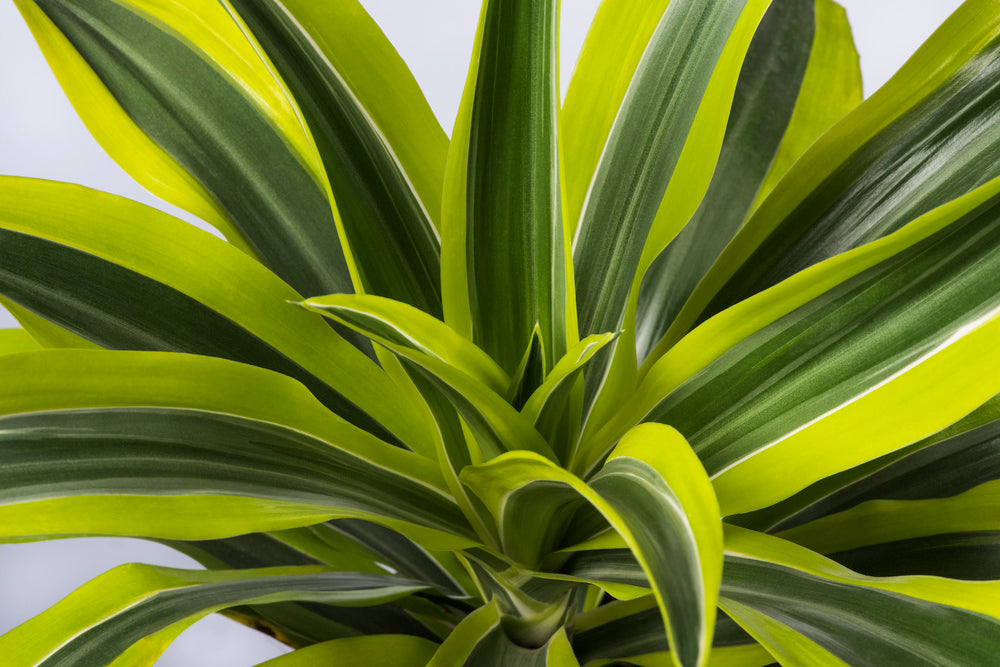 Dracaena Deremensis Lemon Lime – Plante D’Intérieur