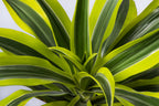 Dracaena Deremensis Lemon Lime – Plante D’Intérieur
