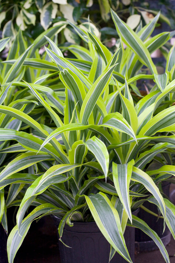Dracaena Deremensis Lemon Lime – Plante D’Intérieur