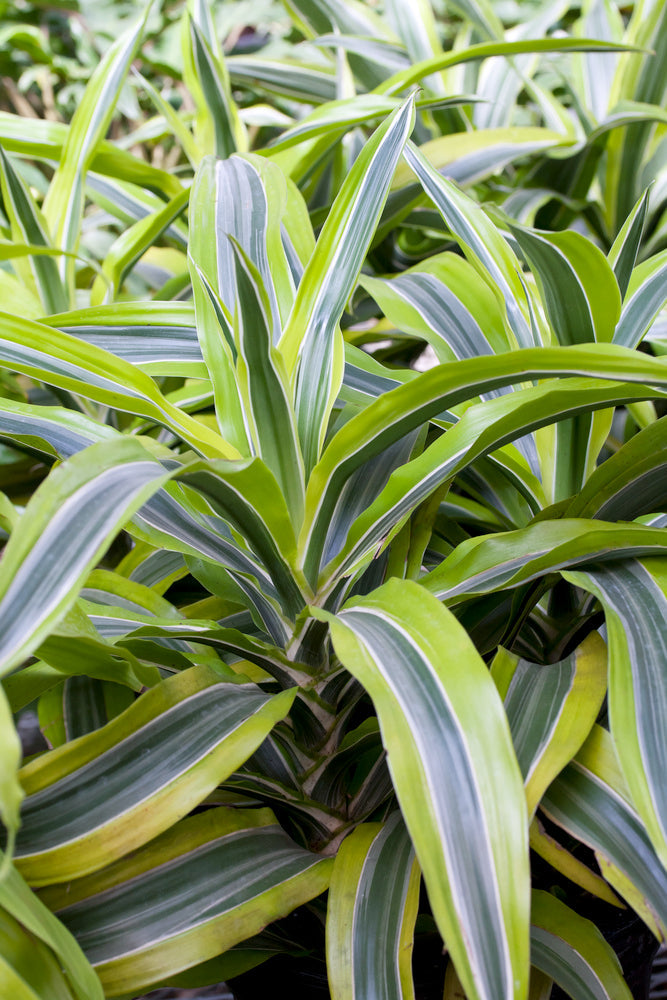 Dracaena Deremensis Lemon Lime – Plante D’Intérieur