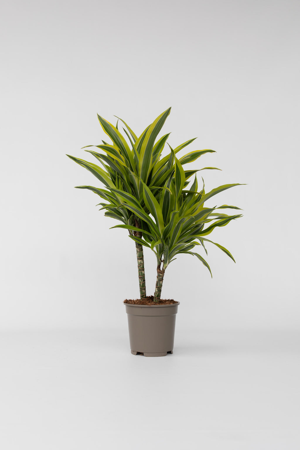 Dracaena Deremensis Lemon Lime – Plante D’Intérieur