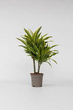 Dracaena Deremensis Lemon Lime – Plante D’Intérieur