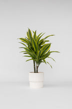 Dracaena Deremensis Lemon Lime – Plante D’Intérieur