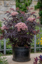 Lot De 2 Sureau ‘Black Lace’ – Plante D’Extérieur