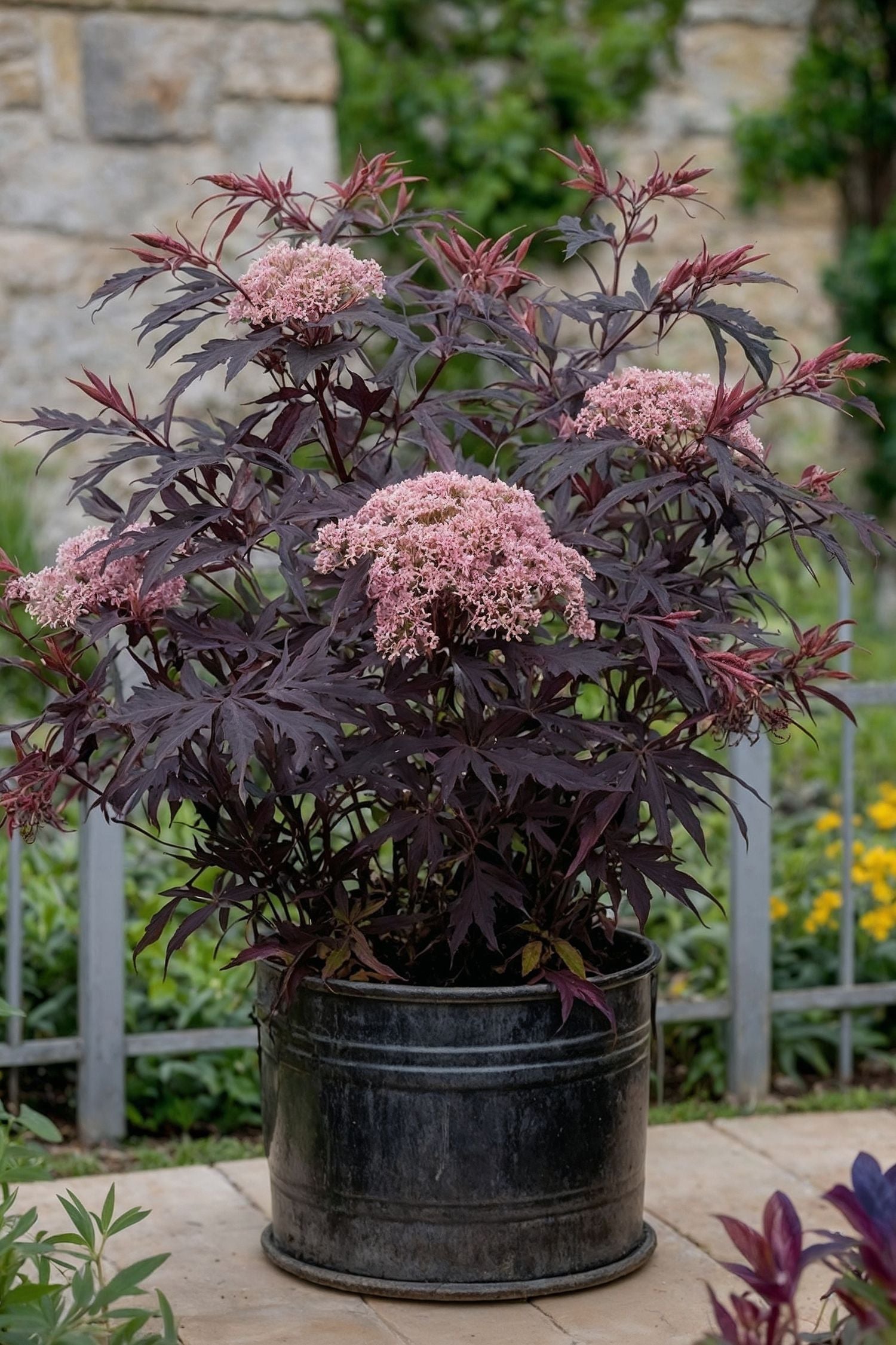 Lot De 2 Sureau ‘Black Lace’ – Plante D’Extérieur