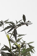 Lot De 2 Sureau ‘Black Lace’ – Plante D’Extérieur