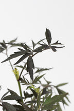 Lot De 2 Sureau ‘Black Lace’ – Plante D’Extérieur