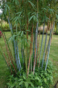 Lot De 3 Bambous ‘Blue Dragon’ – Plante D’Extérieur