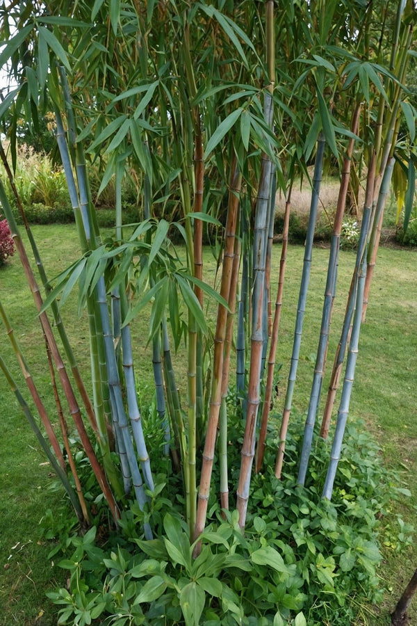 Lot De 3 Bambous ‘Blue Dragon’ – Plante D’Extérieur