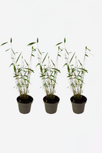 Lot De 3 Bambous ‘Blue Dragon’ – Plante D’Extérieur