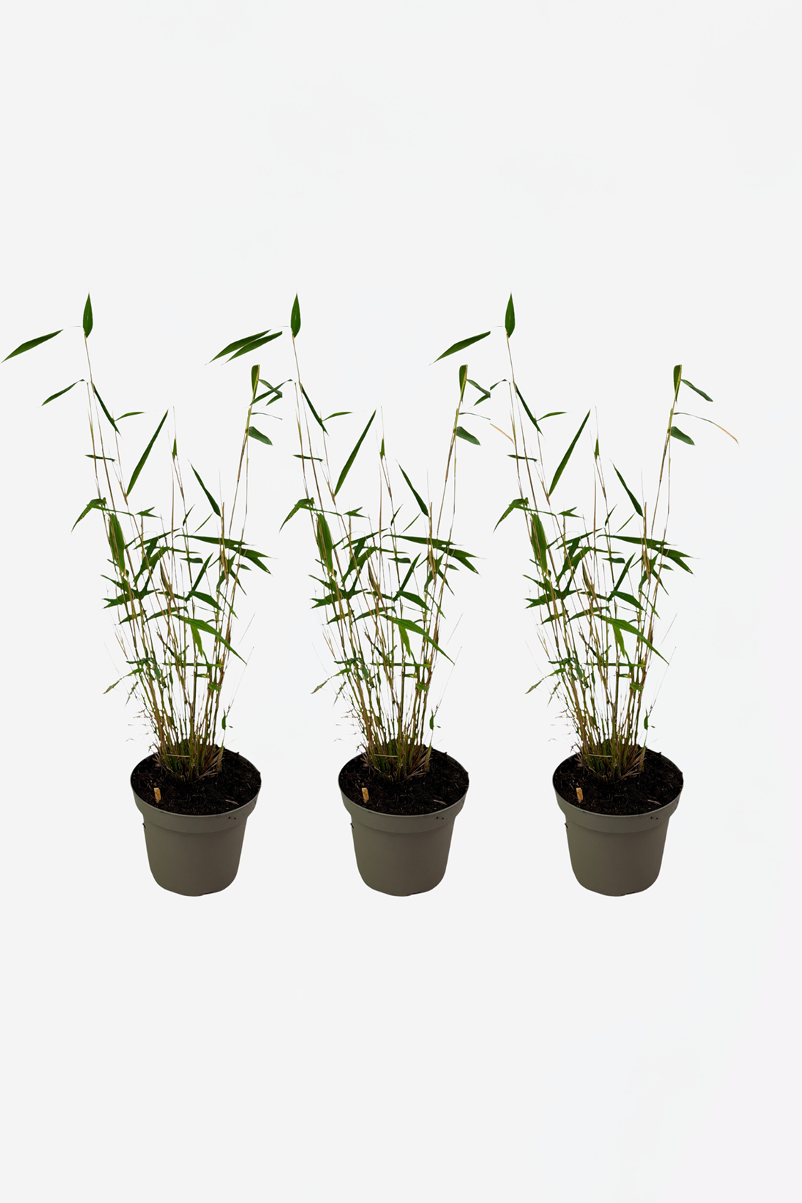 Lot De 3 Bambous ‘Blue Dragon’ – Plante D’Extérieur