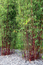 Lot De 3 Bambous Rouges Fargesia Asian Wonder – Plante D’Extérieur