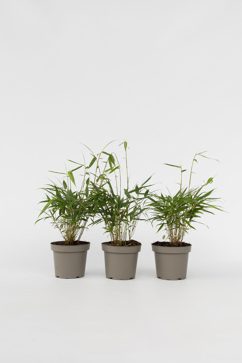 Lot De 3 Bambous Rouges Fargesia Asian Wonder – Plante D’Extérieur