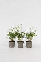 Lot De 3 Bambous Rouges Fargesia Asian Wonder – Plante D’Extérieur