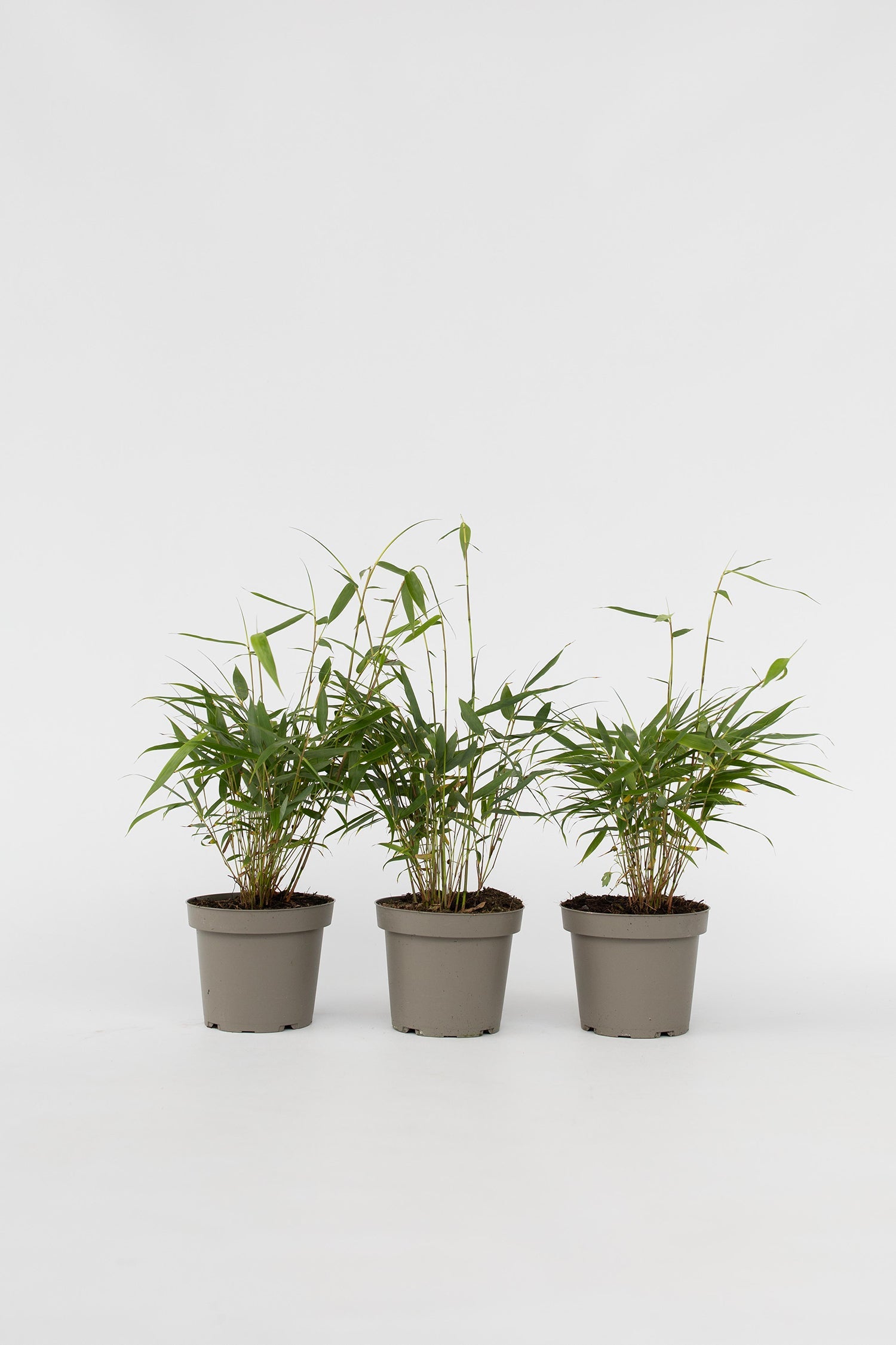 Lot De 3 Bambous Rouges Fargesia Asian Wonder – Plante D’Extérieur