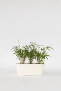Lot De 3 Bambous Rouges Fargesia Asian Wonder – Plante D’Extérieur