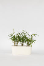 Lot De 3 Bambous Rouges Fargesia Asian Wonder – Plante D’Extérieur