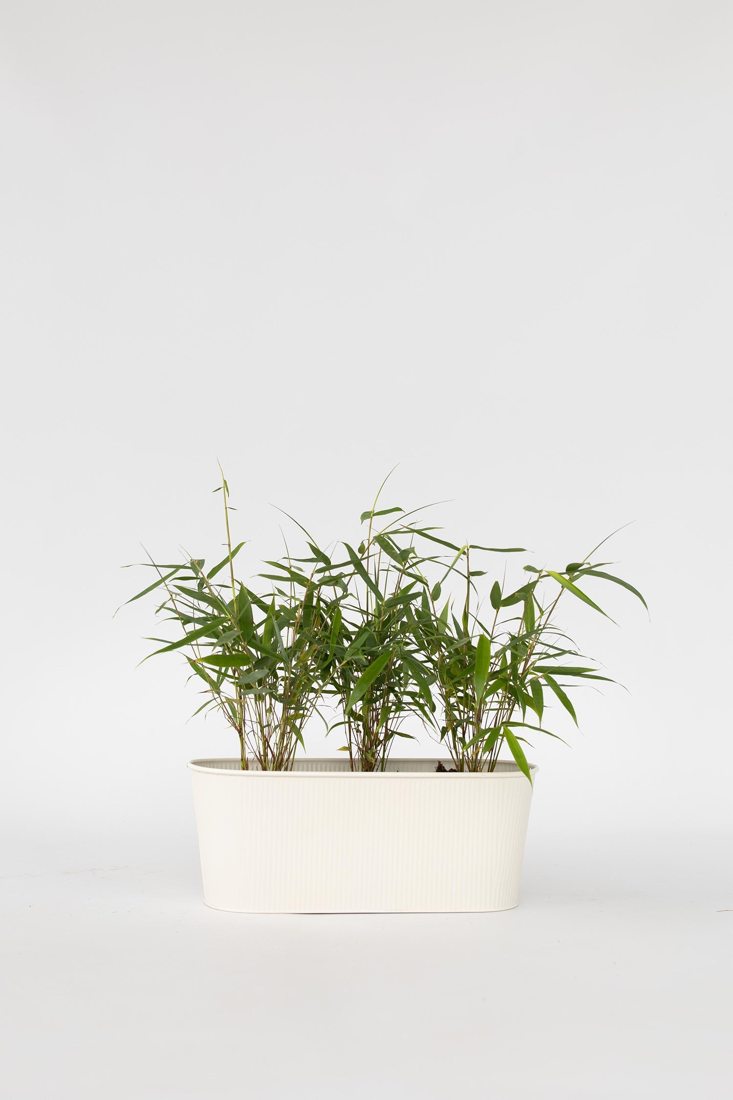 Lot De 3 Bambous Rouges Fargesia Asian Wonder – Plante D’Extérieur