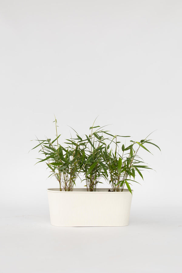 Lot De 3 Bambous Rouges Fargesia Asian Wonder – Plante D’Extérieur