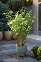 Lot De 3 Bambous ‘Fargesia Grex’ – Plante D’Extérieur