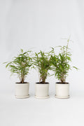 Lot De 3 Bambous ‘Fargesia Grex’ – Plante D’Extérieur