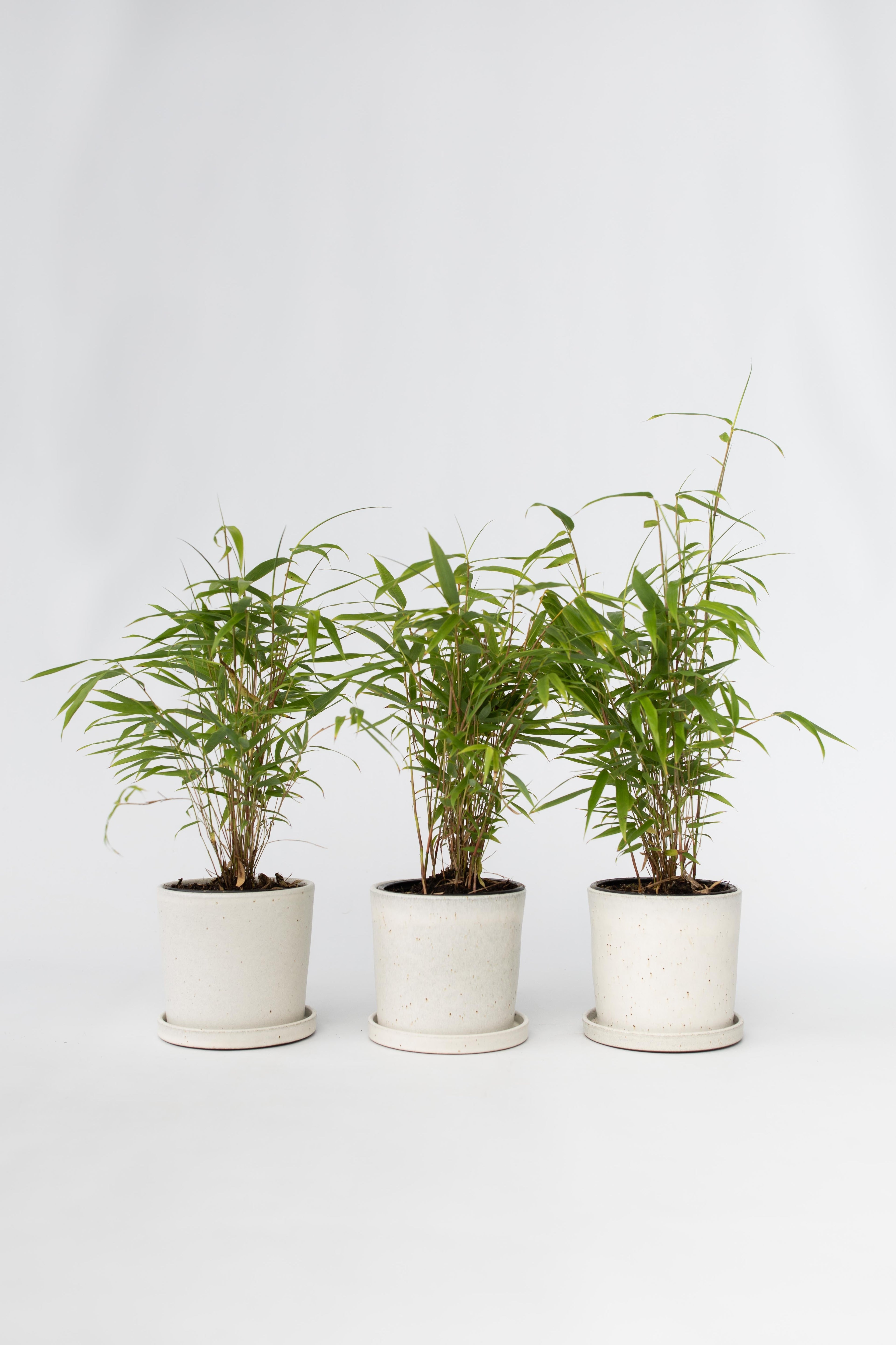Lot De 3 Bambous ‘Fargesia Grex’ – Plante D’Extérieur
