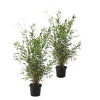 Lot De 2 Bambous Gansu – Plante D’Extérieur