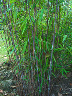 Lot De 2 Bambous Gansu – Plante D’Extérieur