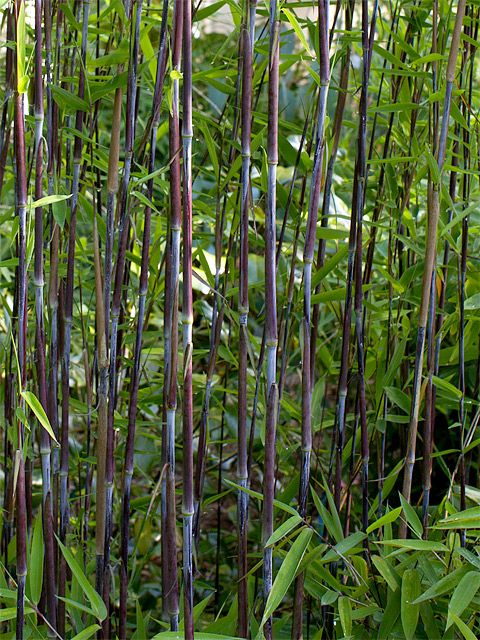 Lot De 2 Bambous Gansu – Plante D’Extérieur