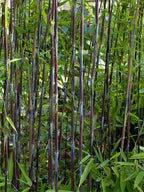 Lot De 2 Bambous Gansu – Plante D’Extérieur
