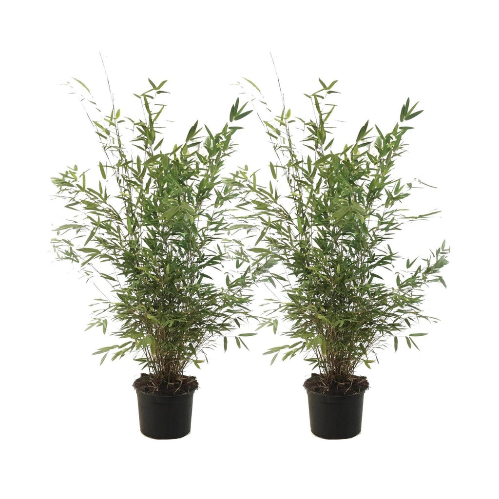 Lot De 2 Fargesia Gansu Xl – Plante D'Extérieur